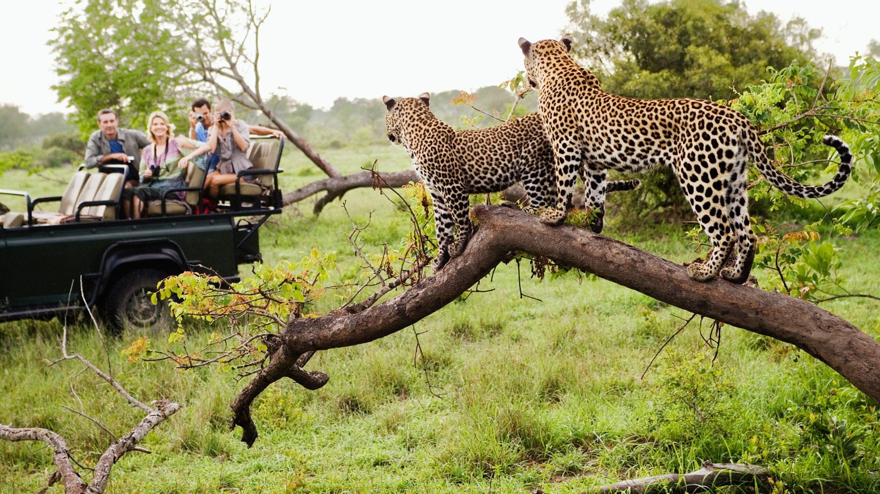 Family on safari watching leopards