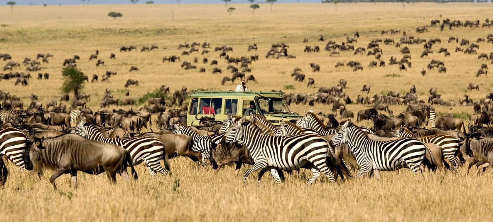 Zebras and wildebeest on the Great Migration