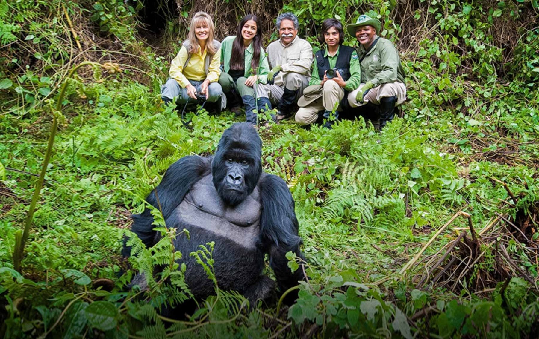 Gorilla trekking encounter