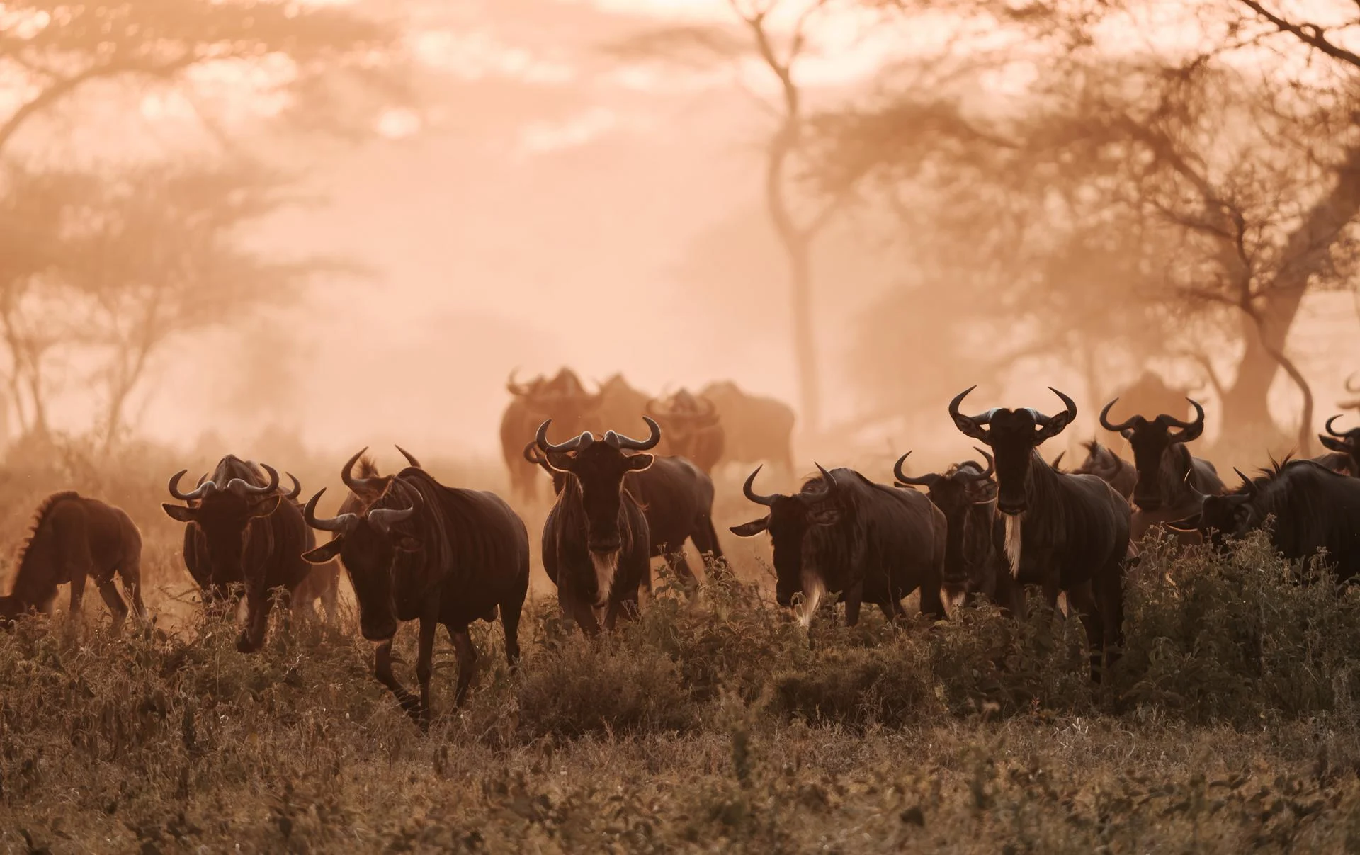 Wildlife on the savannah