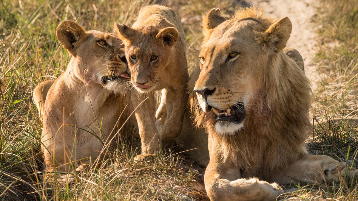 Lions resting in the African bush